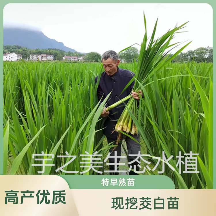 双季优质茭白苗现挖特早熟高产茭白苗新苗子茭笋苗茭瓜苗养虾养鱼