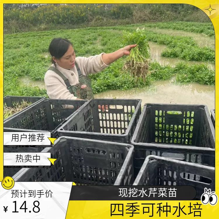 现挖水芹菜苗河边水田四季种植水芹菜种苗水培水芹苗基地直销