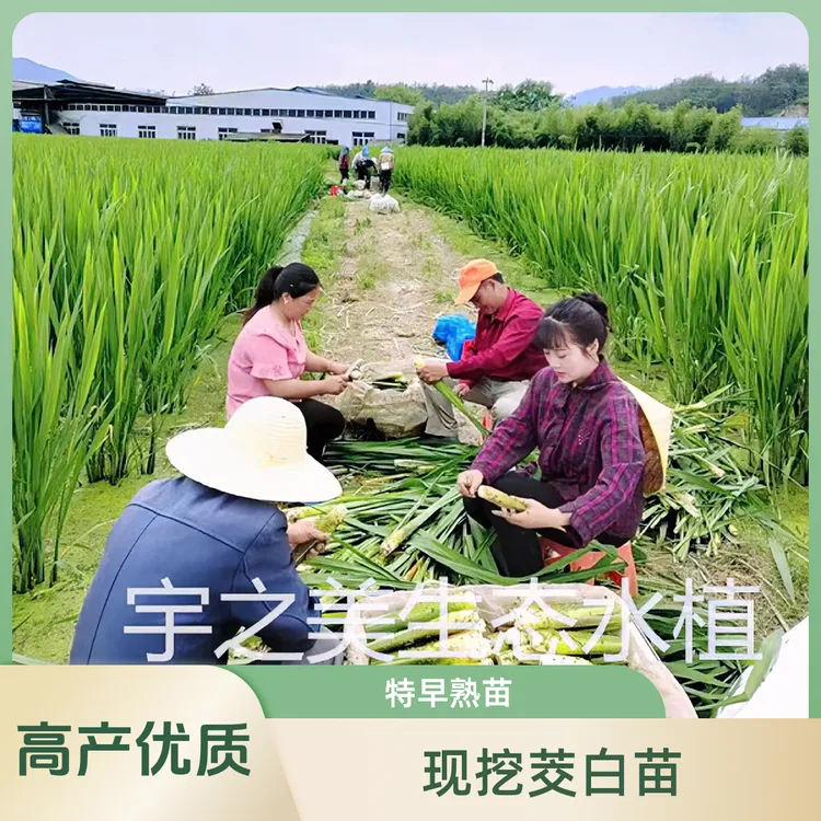 高产茭白苗现挖双季茭笋苗早熟优质茭瓜苗养虾养鱼池塘水田套养