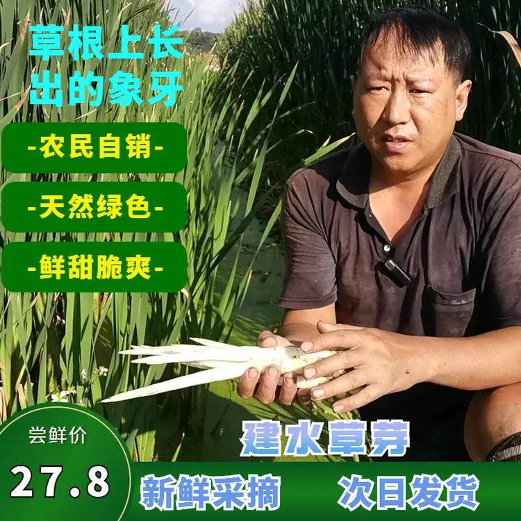 建水草芽云南特产象牙菜自产自销现采现发干净新鲜发货凉拌草芽