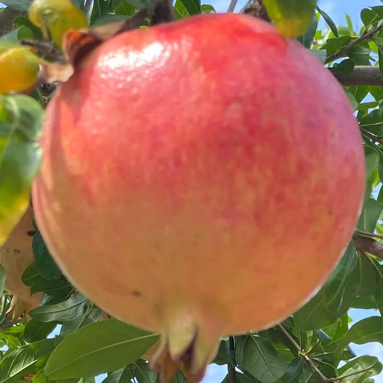 迎双节大优惠荥阳河阴软籽石榴