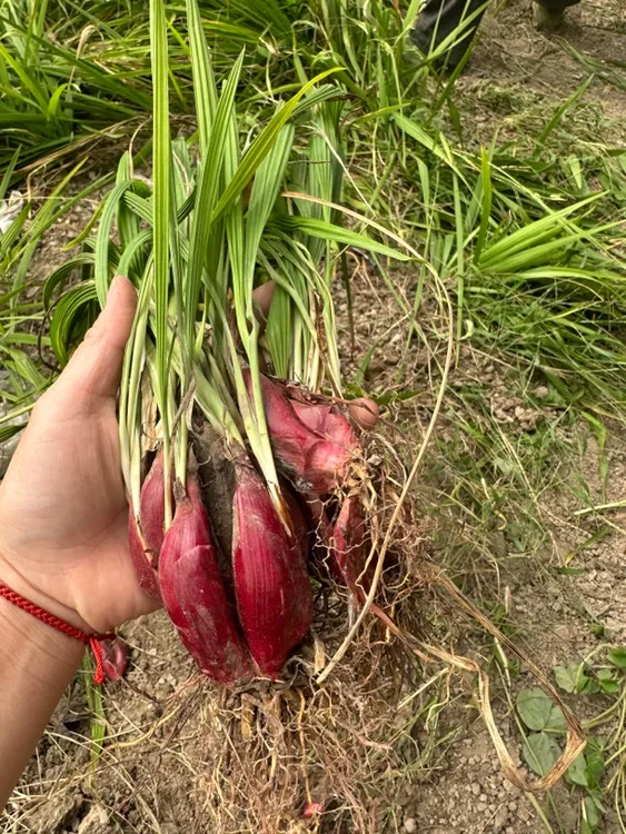 新鲜红葱 500克一份包散装一份包邮