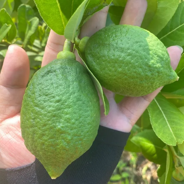 广东香水柠檬新鲜现摘一级果商用果浓香苦瓜皮无籽青柠檬奶茶店