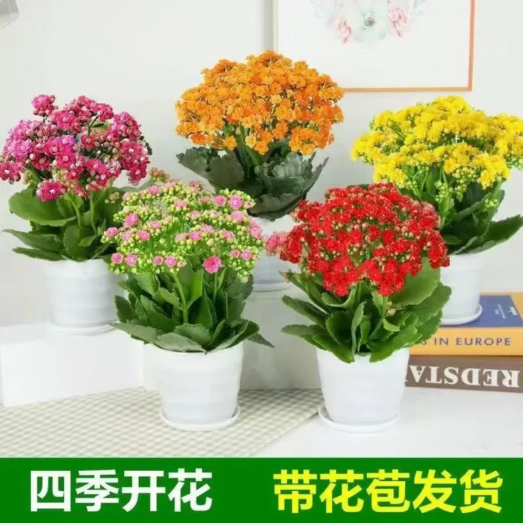 长寿花基地直发带花苞发货盆栽花卉重瓣阳台室内绿植四季开花绿植
