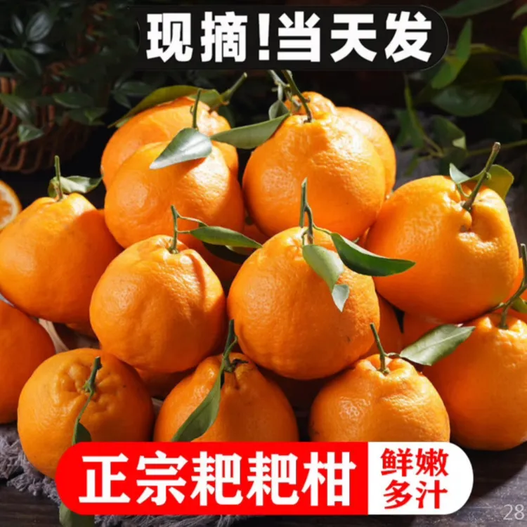 【官方正品五年老店】 正宗四川春见耙耙柑皮薄爆汁8斤现摘孕妇水果