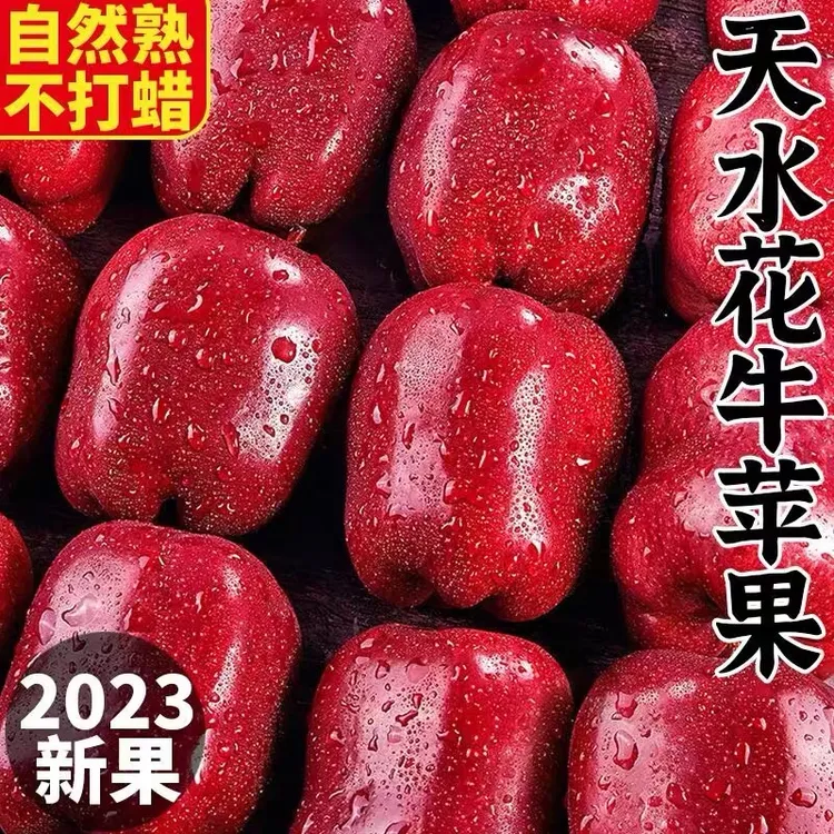 【顺丰快递】 天水花牛苹果粉面香甜5斤8斤新鲜应季水果黑苹果秦安