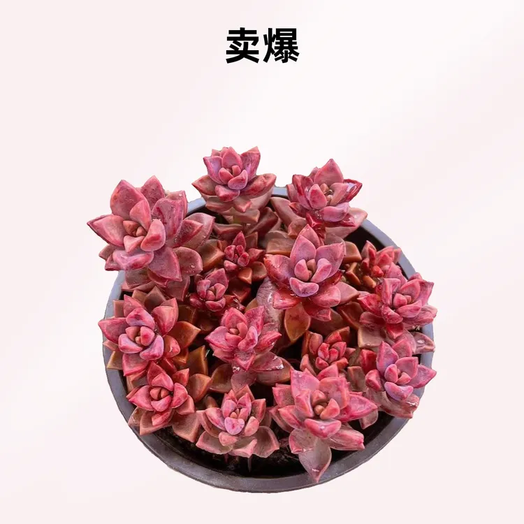 彪哥多肉玫瑰园艺小桃红姬胧月带盆土多肉植物颜色鲜艳防辐射甲醛