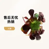 彪哥多肉园艺欧紫法师多肉植物  颜色鲜艳 净化空气 防辐射甲醛