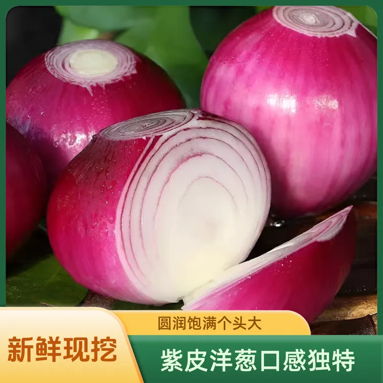 山东新鲜洋葱现挖紫皮水果洋葱优质农家圆葱头蔬菜生吃炒菜凉拌足
