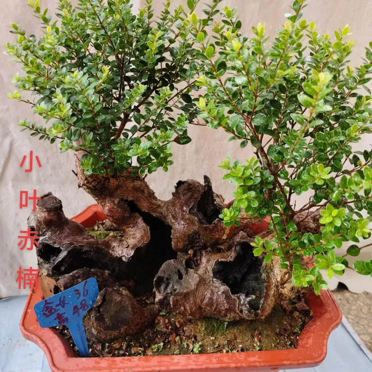 三叶红芽小叶赤楠老桩盆景室内外绿植庭院景观生桩熟桩