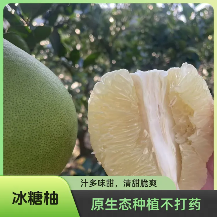 湖南雪峰冰糖柚安江老树小苦柚药柚子