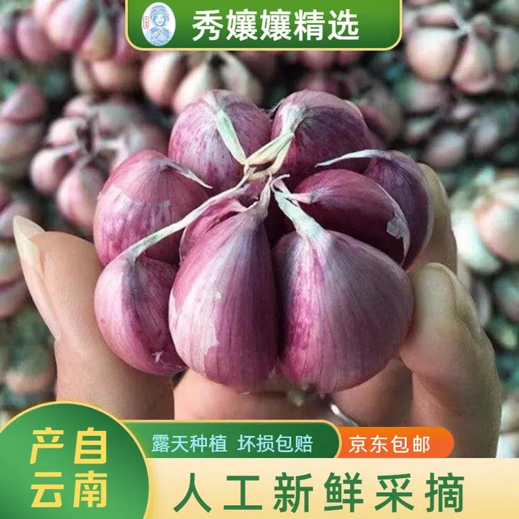 秀孃孃精选当季云南农家紫皮大蒜头红皮多瓣蒜京东包邮
