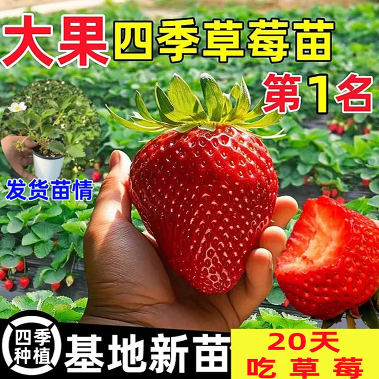 【4盆包邮】草莓苗四季盆栽奶油红颜秧苗带盆带土阳台庭院种植草莓