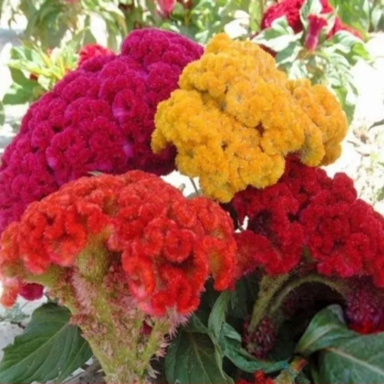 鸡冠花种子凤尾冠状穗状扇状花种子四季室外花籽盆栽种鸡冠花