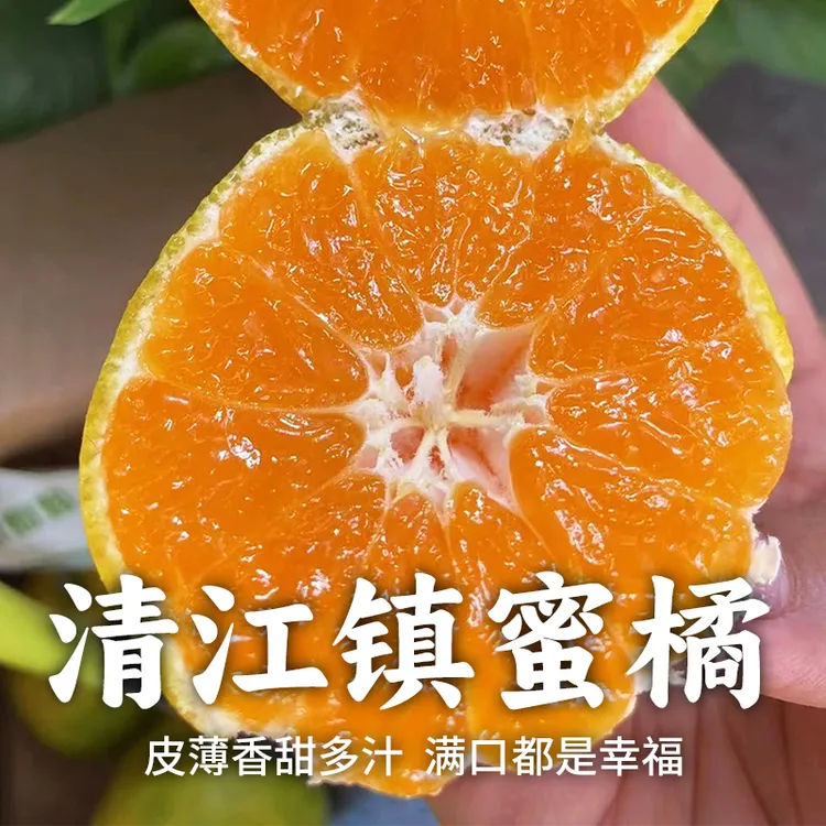 山鲜汇东江湖蜜桔桔子新鲜青皮薄皮橘子酸甜爽口无籽孕妇水果