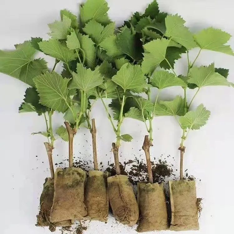 老汉】葡萄树苗阳光玫瑰晴王葡萄苗无籽盆地载南北方种植当年结果