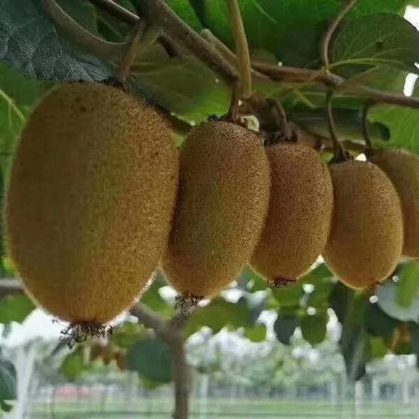 陕西翠香板栗绿心猕猴桃新鲜现摘香甜多汁孕妇水果