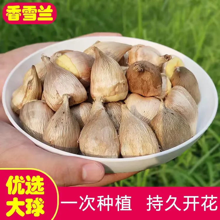 小苍兰种球香水好养活种球香味年年可种植大球