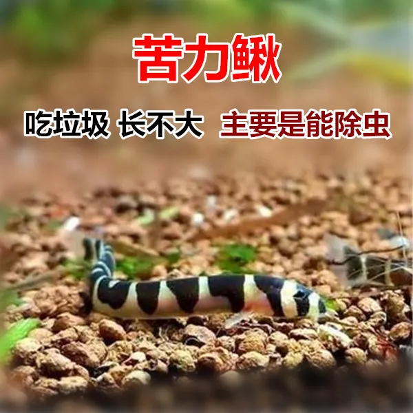 苦力鳅 蛇仔鱼 专业吃虫 吃涡虫 草缸工具鱼 清洁鱼 吃垃圾鱼便