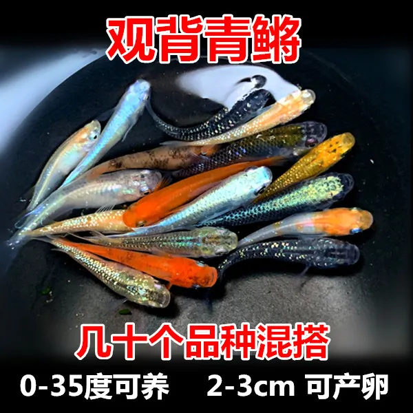 观背青鳉 冷水原生鱼 青江鱼 小型观赏鱼活体 无需打氧好养活