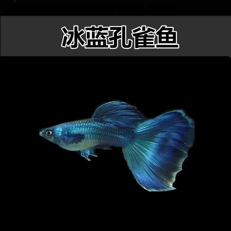 冰蓝孔雀鱼 凤尾鱼 孔雀鱼 胎生鱼 直接生小鱼 新手练手鱼