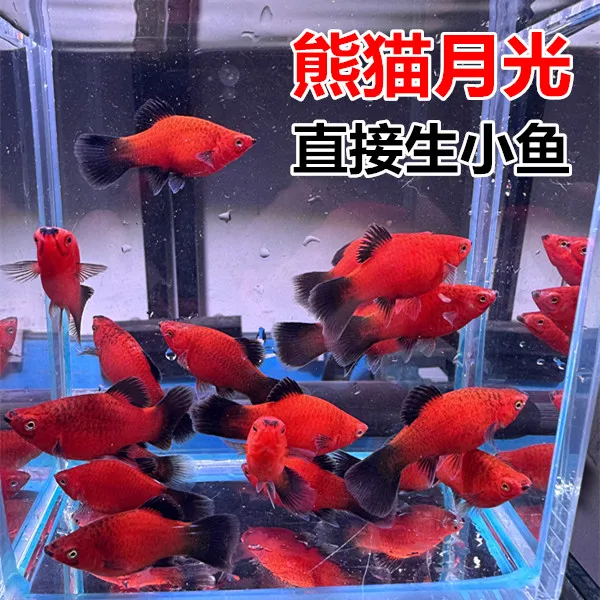 熊猫月光鱼 米奇鱼 黑尾月光 胎生鱼 直接生小鱼 新手好养活
