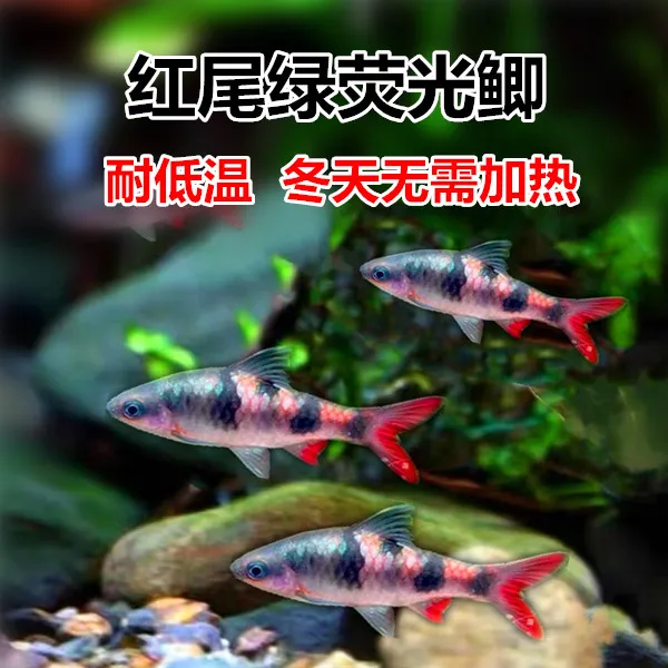 红尾绿荧光鲫 冷水鱼 熊猫鲫 群游观赏鱼活体 原生鱼 黑宝石鲫