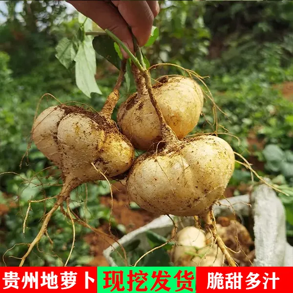 【现货地萝卜】贵州新鲜地萝卜凉薯地瓜白土瓜水果地捞卜1-9斤装
