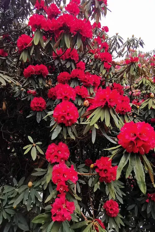 云南高山杜鹃大红马缨花 庭院盆景袋苗