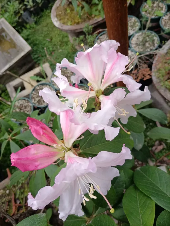 云南高山杜鹃 云上杜鹃百合杜鹃花苗