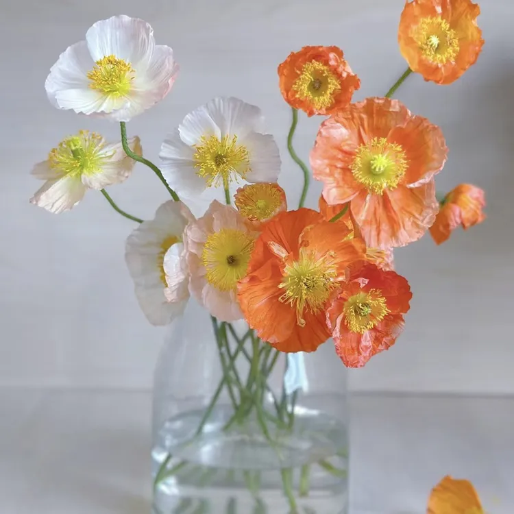 虞美人 水培鲜切枝 鲜花