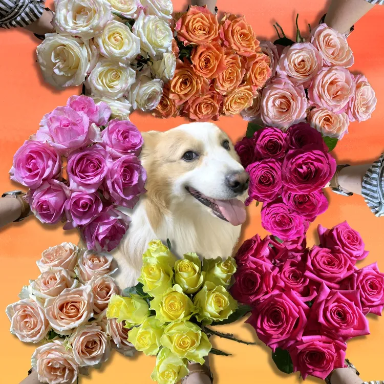 云南基地直发玫瑰包邮鲜花 品牌玫瑰