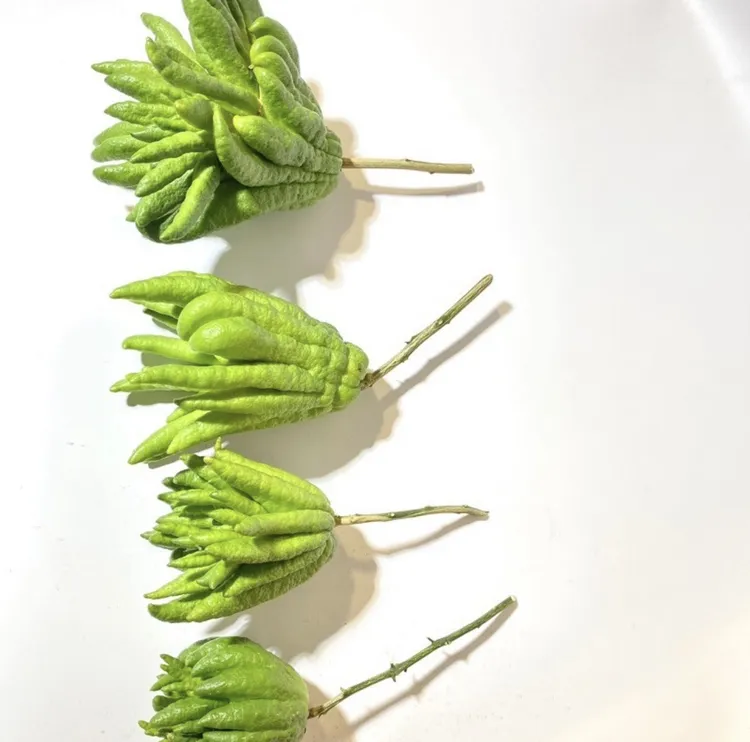 二狗家 佛手  福寿来啦  天然香薰 顺丰包邮