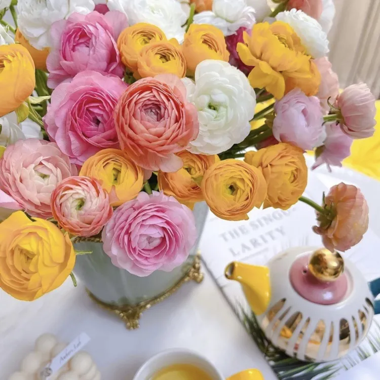 二狗家洋牡丹买一送一 大长腿洋牡丹花头大