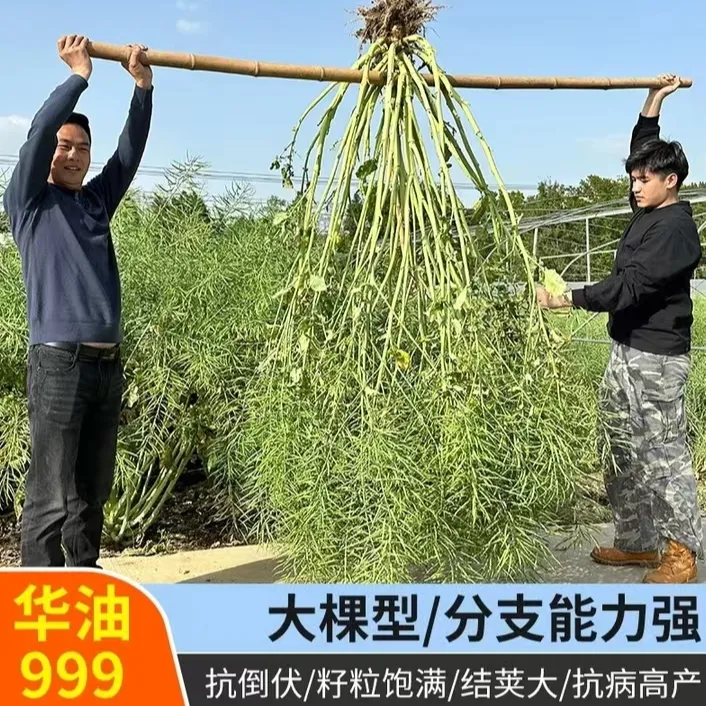 华油999华油777油菜种子高产矮杆耐寒耐涝抗倒杂交油菜种子秋季种