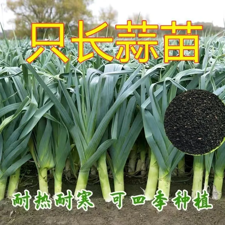 【9.8发3包蒜苗种子+送肥料】四季宽叶蒜苗三茬红皮蒜苗农家蔬菜籽