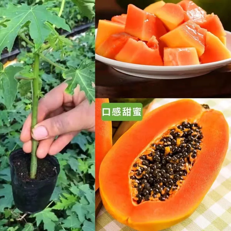 大青红肉矮化绿植盘栽地栽