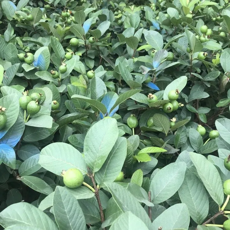 四季奶香和帝王，珍珠白心，小叶红心广西发货精选绿植盆栽
