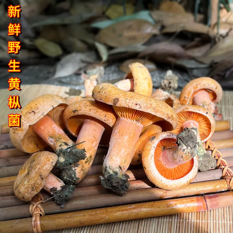有货 湖南野生新鲜蘑菇黄枞树菌菇重阳松树寒菌三九菇雁来蕈500g