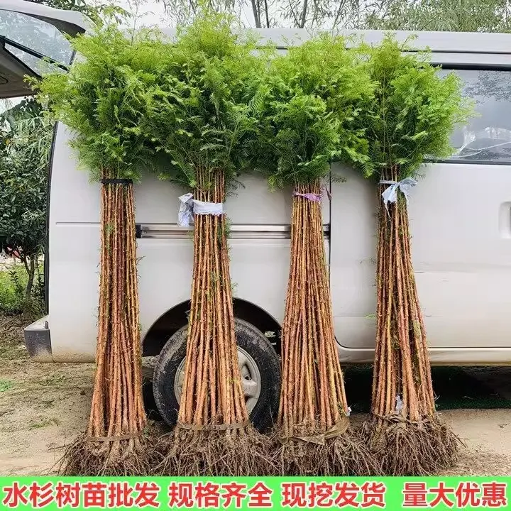 水杉树苗地栽绿化树苗木鱼缸水培植物耐寒耐涝风景树苗庭院观赏树