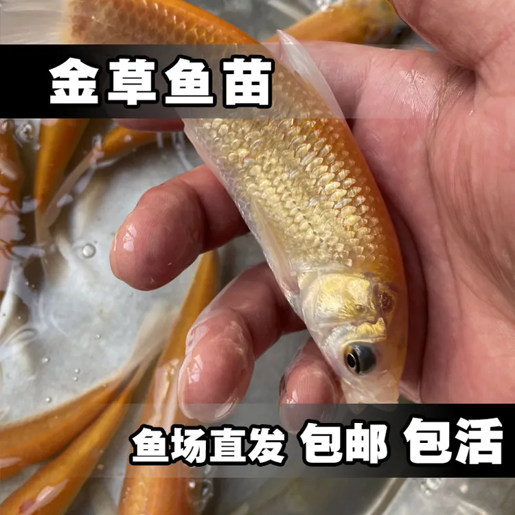 鲜活淡水金丝草鱼渔场直发简单易养殖
