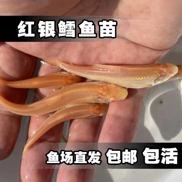 淡水鲜活红银鳕鱼苗草食性鱼儿可观赏可食用成活率高简单好养殖