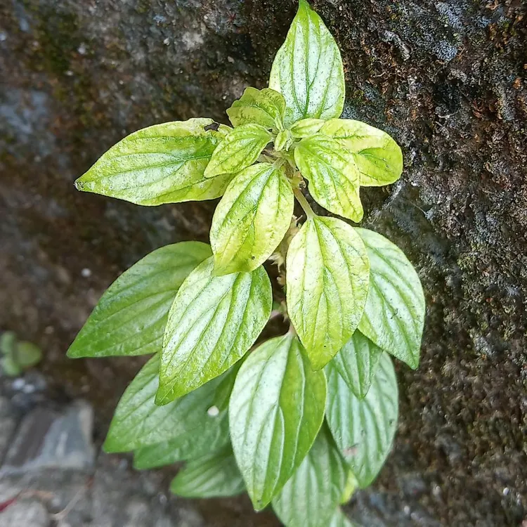 干洗头菜，新鲜不错，喝，洗头发，泡脚，抹净含量500克包