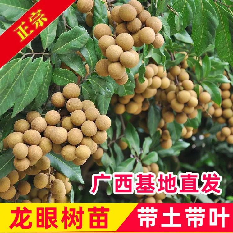 广西嫁接优质龙眼树苗储良石峡龙眼四季蜜龙眼桂圆苗盆地栽结果