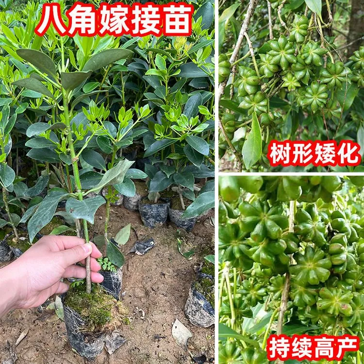 广西高产八角矮化古龙嫁接新鲜罗马大料八角大红八角树苗嫁接苗