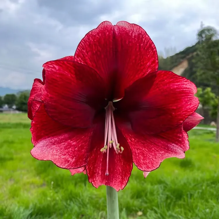 【自营朱顶红】五苗组合（达芙妮 条纹戴斯 精灵 爱神 水彩花）