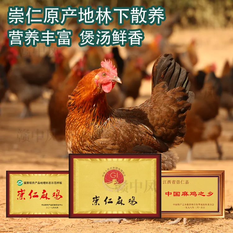 赣中凤【崇仁原味麻鸡】高山散养农场现杀肉质新鲜营养丰富