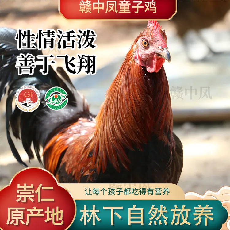 赣中凤【小孩爱吃】崇仁麻鸡高山散养仔公鸡童子鸡现杀新鲜2只