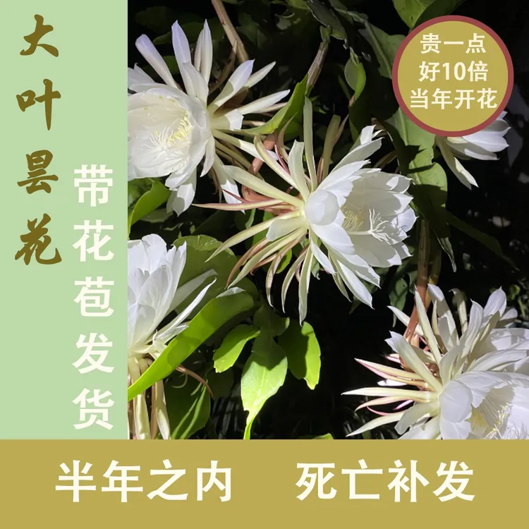 正宗大叶昙花盆栽一现月下美人带花苞令箭荷花琼花室内外花卉绿植