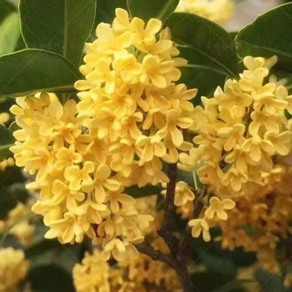 四季桂花树苗盆栽室内外庭院盆景开花浓香型客厅园林绿化植物